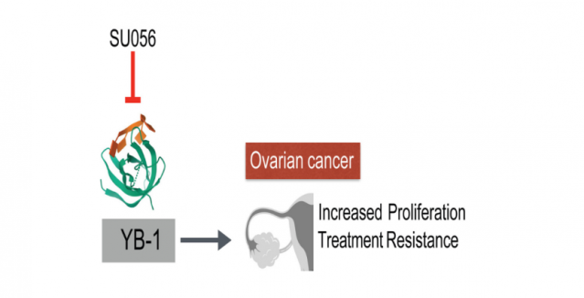 First-in-class drug targets resistant ovarian cancer