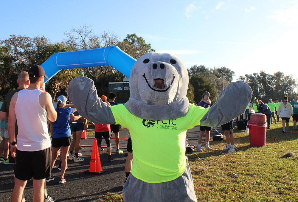 Photo of Mollie the Manatee.